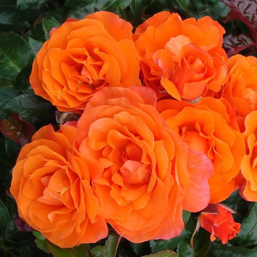 Oranžová - Stromkové růže, květy kvetou ve skupinkách - stromková růže s keřovitým tvarem koruny